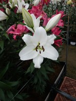 [5211 Bendigo VZ No02.JPG]